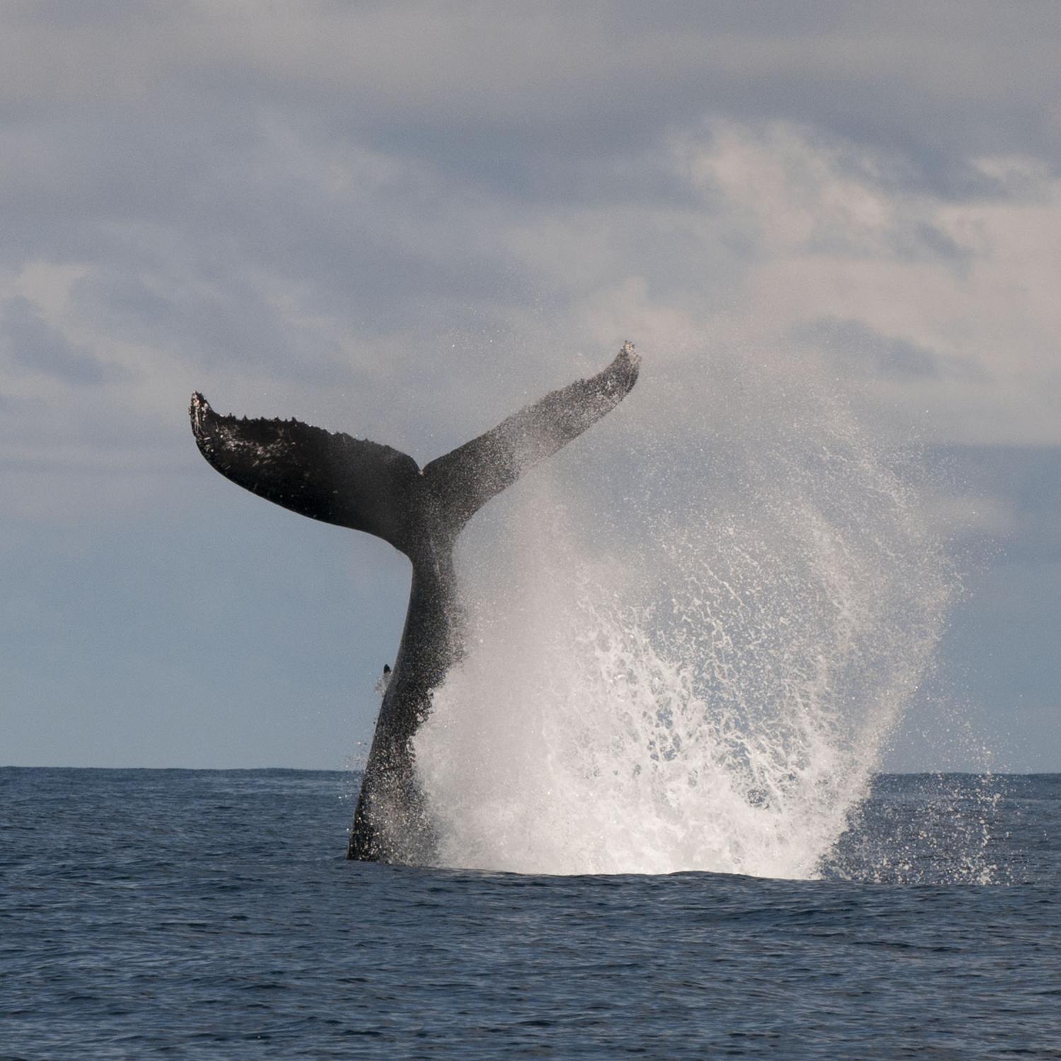 Humpback Whale Sighting!