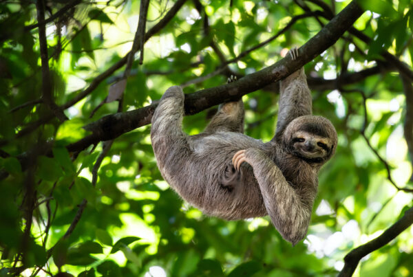 Experiencing the Magic of Osa Wildlife Sanctuary from the Comfort of Villa Ananda in Uvita, Costa Rica