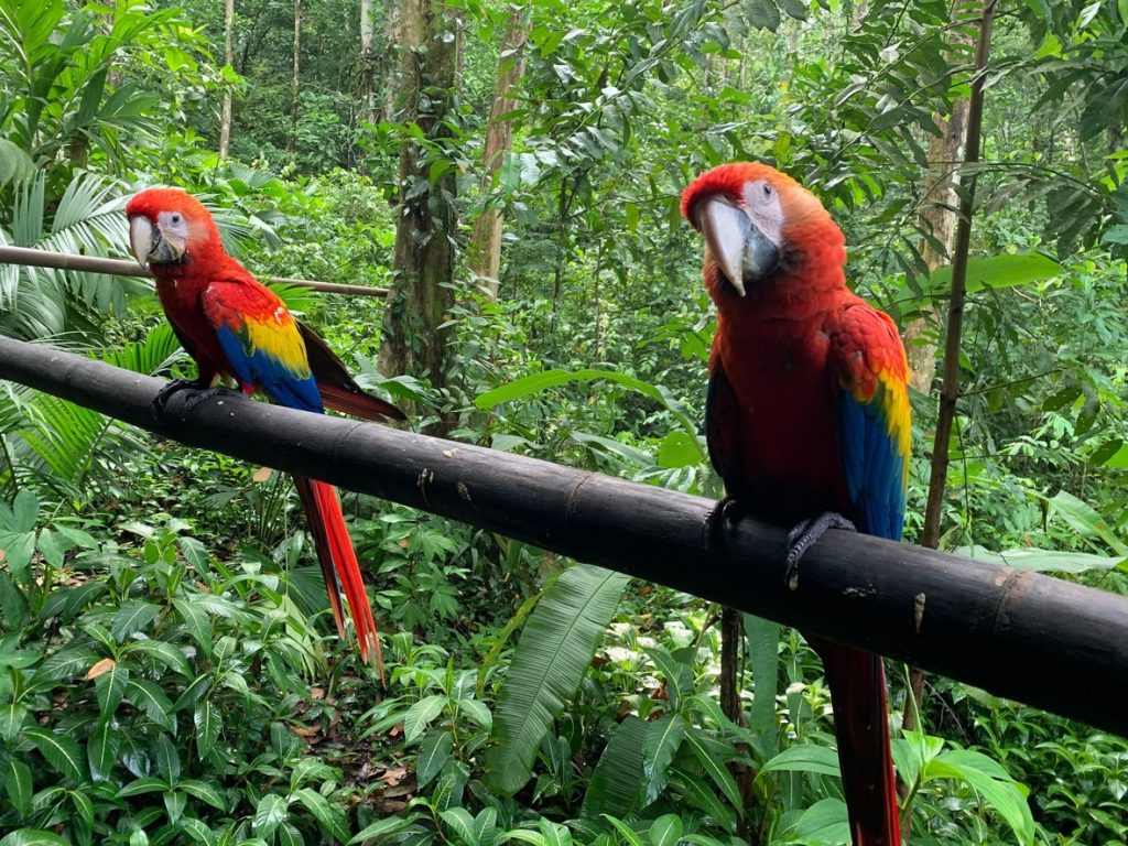 Osa Wildlife Sanctuary Tour - Welcome to Villa Ananda, Costa Rican Bliss